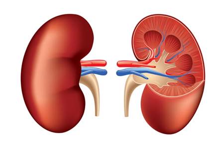 Kidney_image.jpg