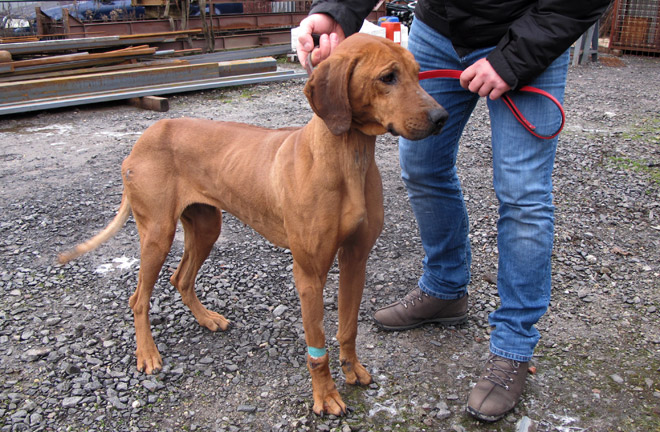 Rhodesian_ridgeback_dina1162.jpg