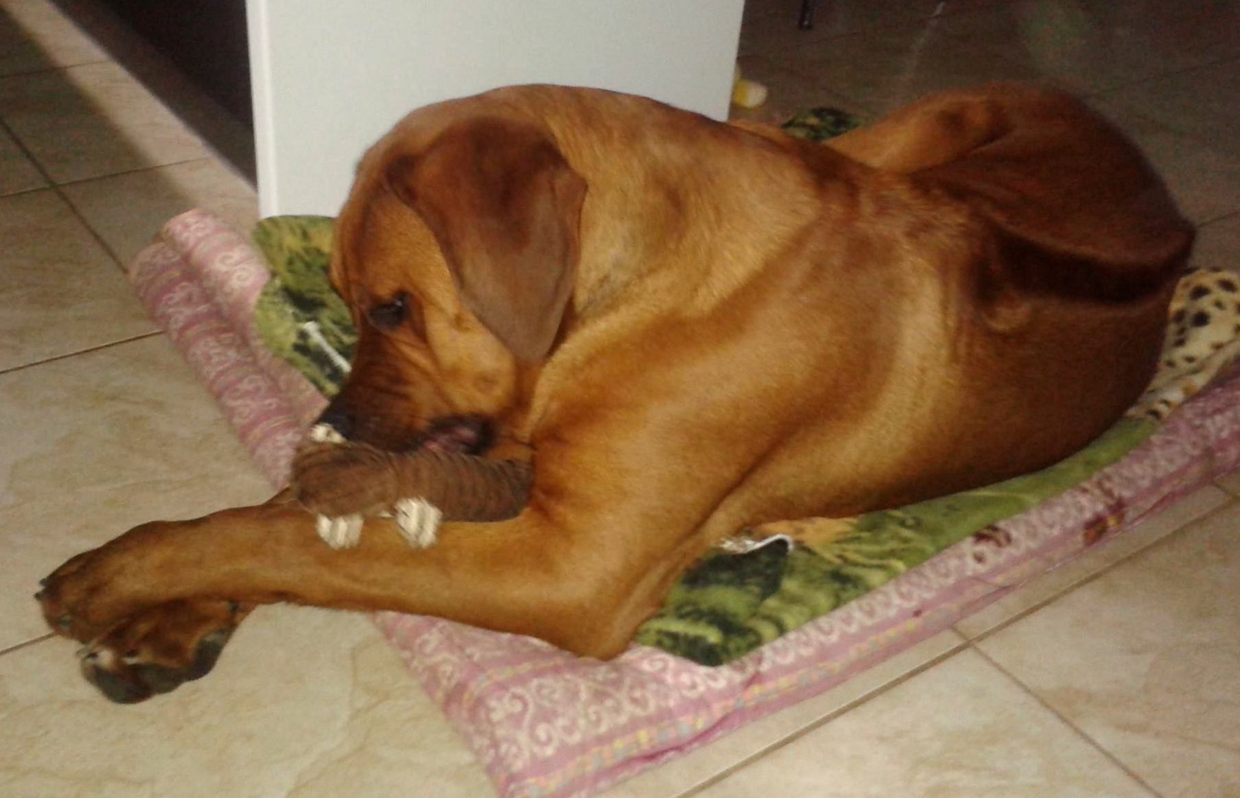Rhodesian_Ridgeback_Johny1.jpg