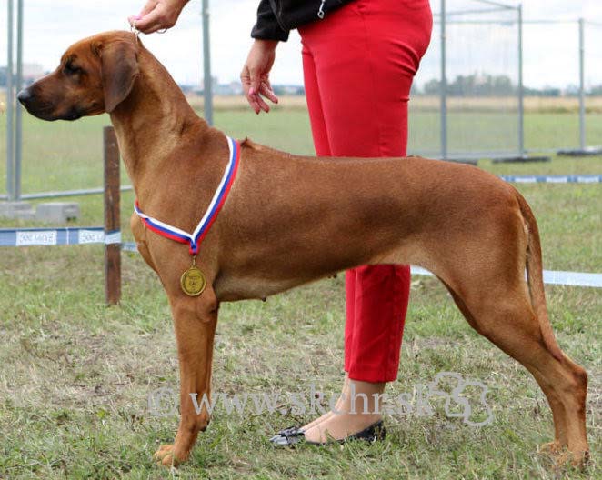 EZena