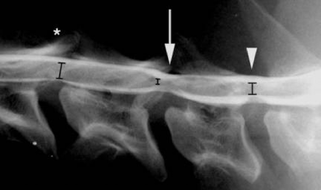 Wobbler-Syndrome-1-1024x607.jpg