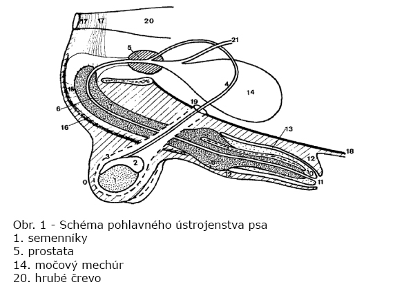 organes_genitaux_du_chien.jpg
