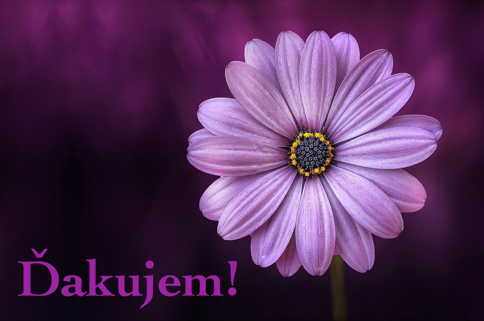 bloom-blooming-blossom-36753.jpg