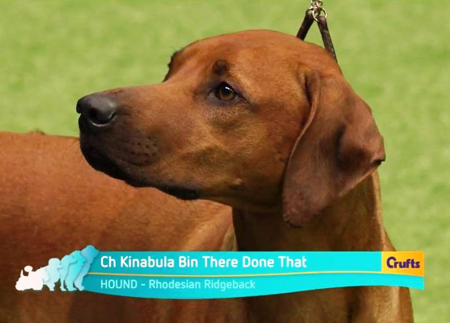 Crufts_BOB_1.jpg